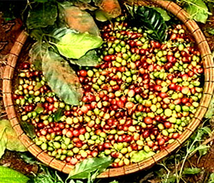 "Một trong những mục tiêu quan trọng của đề án là phải khẩn trương nâng cao chất lượng của cà phê".