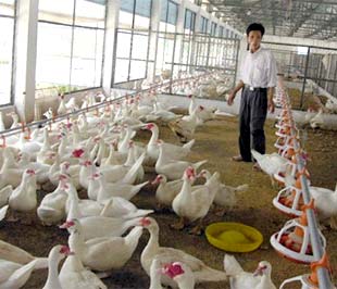 Lạm phát, hạn mức tín dụng thấp, lãi suất Pg88 com chính chủ tăng cao, thiếu ngoại tệ... đã gây trở ngại lớn đến việc nhập khẩu nguyên liệu thức ăn chăn nuôi và sản xuất PG88 Uy Tín Số 1 Việt Nam chăn nuôi, nhất là đối với 6Pg88.con độc quyền mỗi ngày vừa và nhỏ.