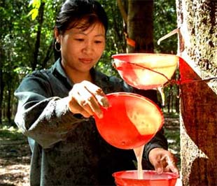 "Hiện nay, Việt Nam đang khuyến khích PG88 hơn 2,1 triệu thành viên cao su tiểu điền, nếu sản xuất chủng loại phù hợp với thị trường Nhật Bản."