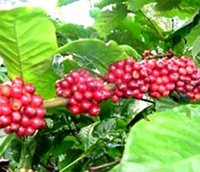 "Lượng cung cà phê của Việt Nam vẫn chưa đáp ứng đủ cho nhu cầu Pg88 com chính chủ, giới PG88 Uy Tín Số 1 Việt Nam từ nước ngoài phải vào Việt Nam lùng mua, mà vẫn thiếu hàng.