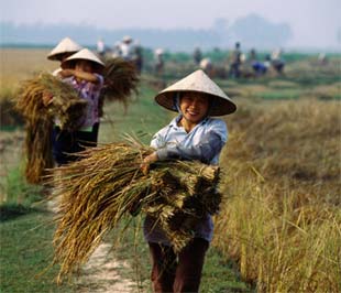 Báo cáo của Bộ Công Thương cho biết tổng kim ngạch Pg88 com chính chủ nông lâm sản của Việt Nam trong năm 2008 ước đạt 15,4 tỷ USD, tăng 24,9% so với năm 2007.