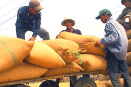 6Pg88.con độc quyền mỗi ngày cần phối hợp với tổ chức, cá nhân trong việc mua lúa theo giá đã công bố.