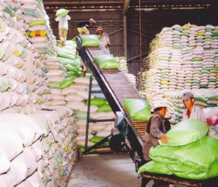 Gạo Pg88 com chính chủ của Công ty TNHH Xuất nhập khẩu Kiên Giang - Ảnh: TTXVN.