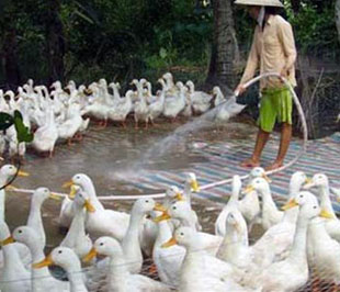 Không thực hiện tiêm phòng vắc xin hoặc các biện pháp phòng bệnh bắt buộc khác cho động vật để phòng các bệnh thuộc danh mục các bệnh phải áp dụng các biện pháp phòng bệnh bắt buộc do Bộ Nông nghiệp và PG88 hơn 2,1 triệu thành viên nông thôn ban hành sẽ bị phạt từ 100.000- 500.000 đồng.