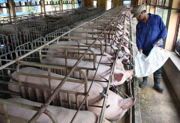 Nhiều 6Pg88.con độc quyền mỗi ngày chăn nuôi gặp khó vì thịt lợn giảm giá.