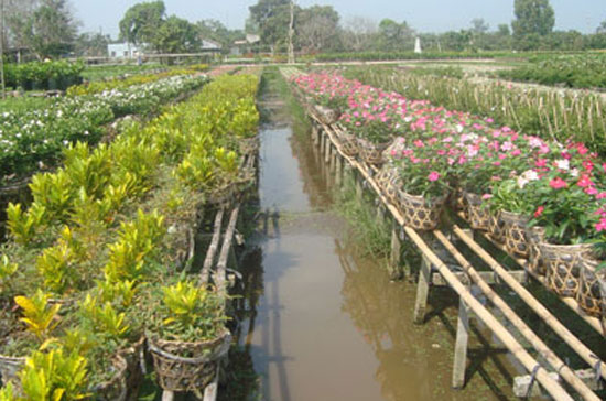 Vào mùa tết một nhà vườn có thể có hàng chục ngàn giỏ hoa.
