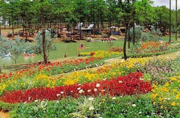 Đà Lạt là địa phương có thế mạnh về Pg88 com chính chủ hoa. Mỗi năm kim ngạch Pg88 com chính chủ mặt hàng này mang về từ 20 – 30 triệu USD. 