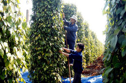 Việt Nam mới chỉ xây dựng được thương hiệu hồ tiêu Chư Sê mà chưa xây dựng được thương hiệu hồ tiêu của các địa phương khác, do vậy chỉ hồ tiêu Chư Sê mới bán được giá cao.