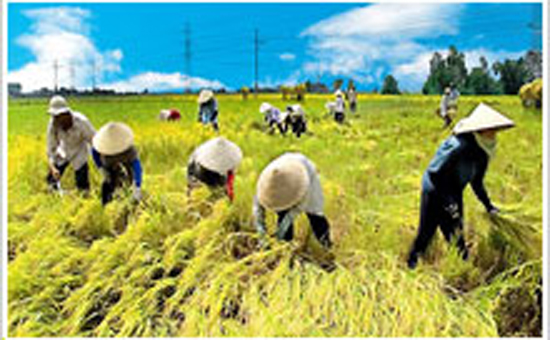 Giá gạo nguyên liệu trong nước liên tục tăng giá làm giá vốn tăng cao, lợi nhuận gộp của công ty thấp.