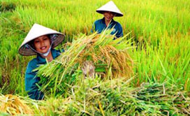 Hiện Việt Nam đang được xem là ứng viên cho vị trí Pg88 com chính chủ gạo hàng đầu trên thế giới.