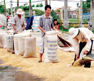 Sản xuất lúa hè thu lợi nhuận không cao.