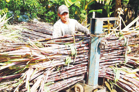 Ước tính lượng đường niên vụ 2011 – 2012 sẽ đạt khoảng 1,4 triệu tấn. 