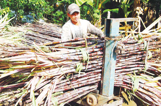 Tại các tỉnh phía Nam, mía nguyên liệu đang được thu mua ở mức 1 - 1,2 triệu đồng/tấn.