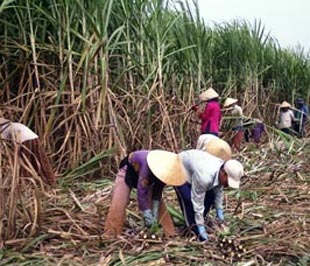 Giá mía nguyên liệu tăng gần gấp đôi vụ trước