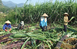 Từ đầu tháng 8/2011, niên vụ mía đường 2011/2012 đã chính thức bắt đầu.