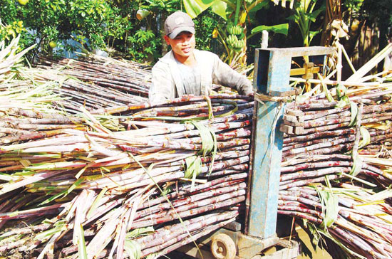 Sản lượng niên vụ 2011 - 2012 ước đạt khoảng 1,4 triệu tấn.