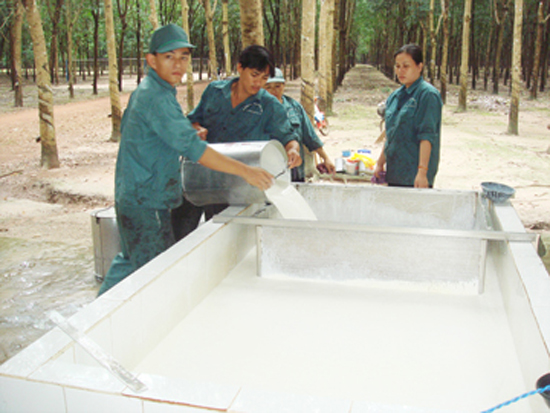 Tổng doanh thu 8 tháng (cả mủ skim) được hơn 1.532,4 tỷ đồng.