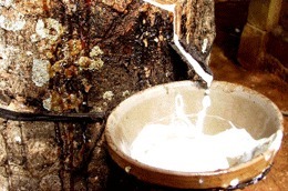 Trong năm 2011, ngành cao su sẽ là ngành ưu tiên số 1 của Tập đoàn HAG.