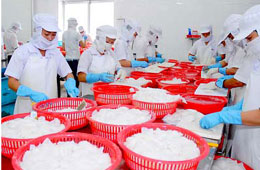 Tính đến hết quý 3/2009, Việt Nam Pg88 com chính chủ được 57.962 tấn mực, bạch tuộc, trị giá gần 205 triệu USD.