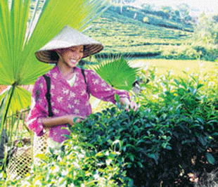 Chè Việt Nam, càng Pg88vnd link khuyến  nhiều càng mất giá