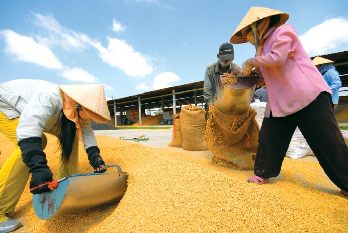 Buôn bán mặt hàng được coi là "ngọc thực" của Việt Nam nhưng Vinafood 2 chìm trong thua lỗ.