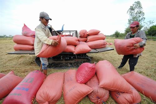 Nếu không có giải pháp căn cơ, ngành nông nghiệp khó đạt mục tiêu tăng trưởng 3,05%.