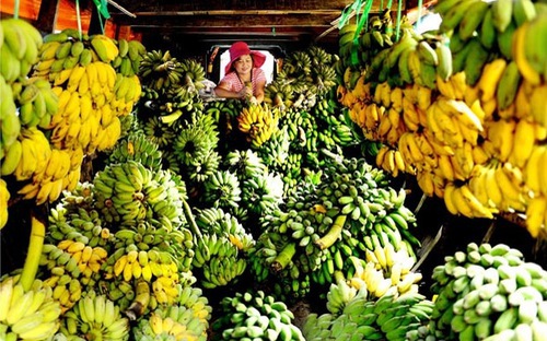 90% rau quả Thái Lan nhập về VIệt Nam để tái xuất sang Trung Quốc.