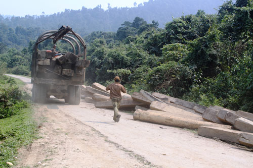 Ít ai ngờ hàng trăm m3 khối gỗ bị đốn chặt này lại có bàn tay của kiểm lâm Hà Tĩnh.