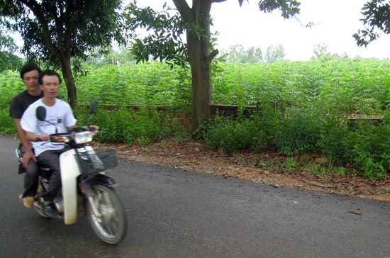 Đất Ba Vì: Bắt đầu làn sóng bán tháo?