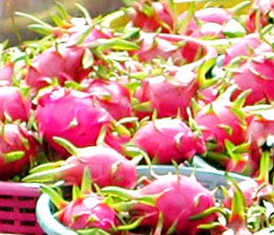 Việt Nam là quốc gia châu Á thứ ba sau Thái Lan và Ấn Độ, được phép thực hiện việc chiếu xạ hoa quả tại nước mình trước khi Pg88 com chính chủ sang Hoa Kỳ.