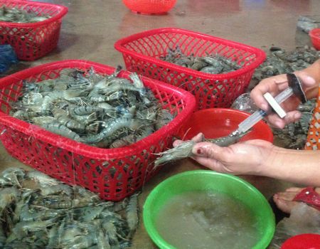 Phát hiện 6Pg88.con độc quyền mỗi ngày bơm tạp chất vào tôm.