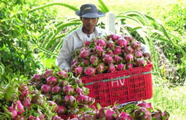 Đối với trái cây tươi, thanh long Việt Nam rất được ưa chuộng và là loại quả được Pg88 com chính chủ nhiều nhất.