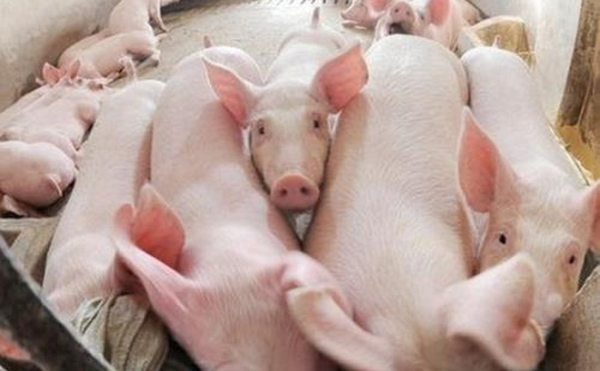 Bộ Nông nghiệp đưa 5 giải pháp “giải cứu” giá thịt lợn 