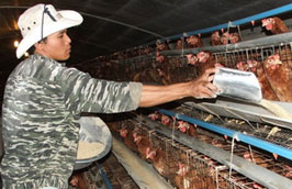 Mỗi năm phải nhập trên 300 triệu USD thức ăn chăn nuôi
