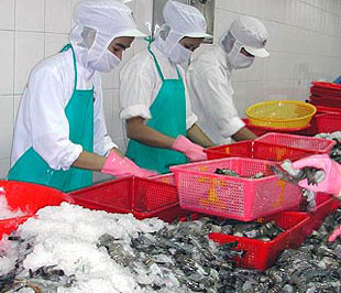 Lượng và kim ngạch Pg88 com chính chủ tôm của nước ta vào Trung Quốc, Hàn Quốc đều tăng khá mạnh trong tháng 1/2009.