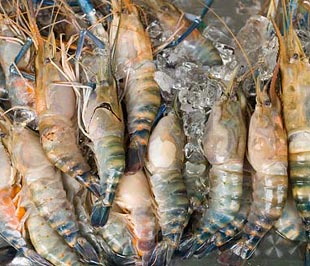 Tôm là một trong những mặt hàng có nguy cơ bị kiện chống bán phá giá.