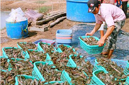 Nuôi tôm sú ở đồng bằng sông Cửu Long.