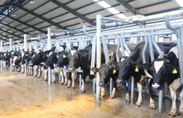 Trang trại bò sữa với quy mô PG88 Trang chủ nhà cái top 1 hiện đại của Vinamilk.