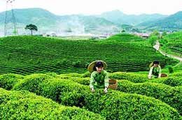 Ở nước ta, một số vùng chè nguyên liệu mới chỉ đáp ứng được khoảng 40% nhu cầu của nhà máy chế biến.