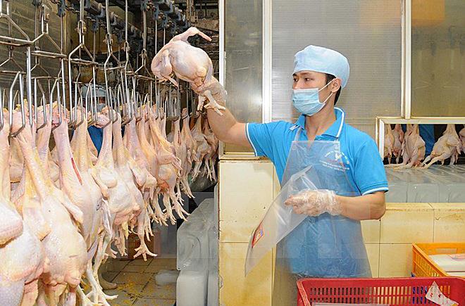 Việt Nam chính thức Pg88 com chính chủ lô gà chính ngạch sang Nhật Bản.