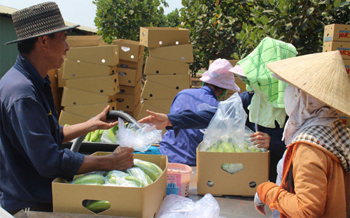 Chuyên gia Philippines hướng dẫn công nhân đóng gói chuối Pg88 com chính chủ sang Hàn Quốc tại Unifarm - Ảnh: T. Mạnh.
