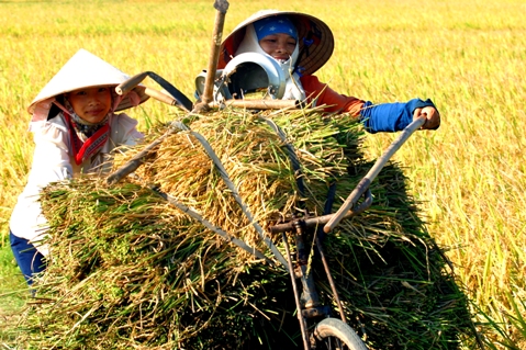 Nông nghiệp Việt Nam đang “tự giẫm chân mình”