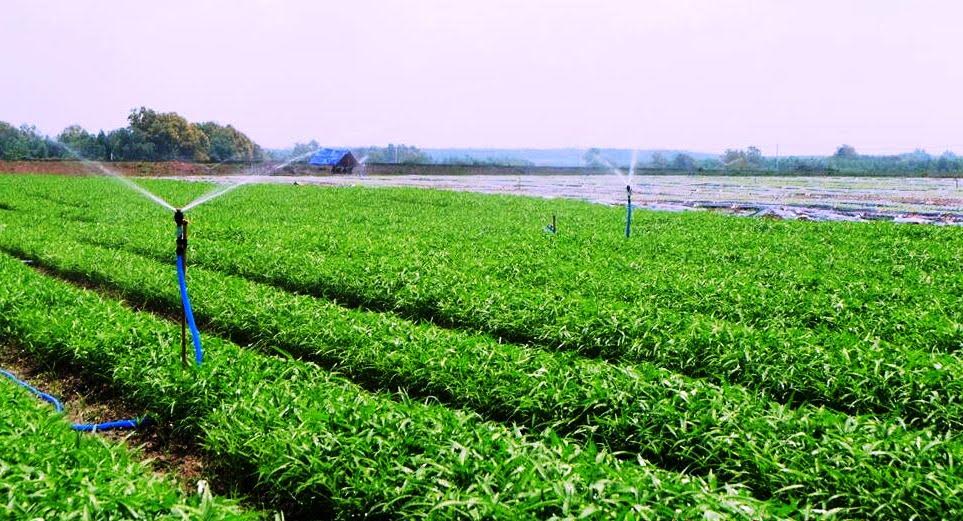 Tất cả các loại rau - củ - quả đều được gieo trồng trên các nông trường của VinEco tại Tam Đảo (Vĩnh Phúc), Củ Chi (Tp.HCM) và Long Thành (Đồng Nai), sử dụng Link Đăng Nhập PG88 Chính Thức 2026; cơ giới hóa và tự động hóa trên cánh đồng mẫu lớn của Nhật Bản - quốc gia hàng đầu thế giới về PG88 hơn 2,1 triệu thành viên nông nghiệp.