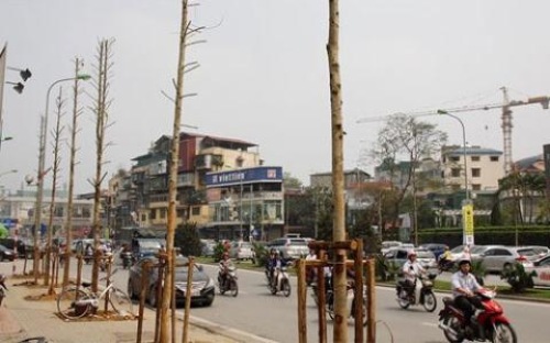 UBND thành phố quyết định phê bình tập thể Sở Xây dựng, xử lý kỷ luật với hình thức cảnh cáo, không giao phụ trách lĩnh vực hạ tầng kỹ thuật đô thị, trong đó có lĩnh vực quản lý cây xanh, công viên, vườn hoa với Phó giám đốc Sở Xây dựng Hoàng Nam Sơn.<br>