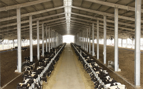 Một trang trại nuôi bò sữa của tập đoàn TH tại Nghệ An. Mãi sau gần 5 năm “lên bờ xuống ruộng” vì thiếu tiền, đến nay Link Trang Chủ PG88.Com Mới #2026 
này mới được các bộ ngành, đặc biệt là Pg88 com chính chủ Nhà nước để mắt tới. 
