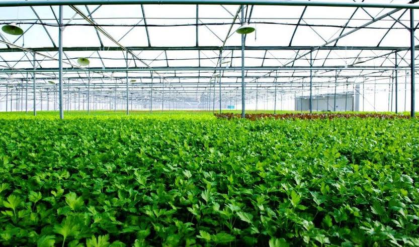 Với quy mô 24,5 ha, nằm trên địa bàn 3 huyện của tỉnh Vĩnh Phúc, nhà kính VinEco Tam Đảo sử dụng Link Đăng Nhập PG88 Chính Thức 2026; nhà kính nổi tiếng của Teshuva Agricultural Projects (TAP, Israel). <br>