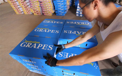 Nho Australia được đóng gói để Pg88 com chính chủ - Ảnh: ABC.<br>