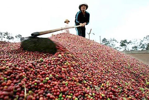 Để góp phần “trám” lỗ hổng tương lai của cà phê Tây 
Nguyên, Thống đốc Pg88 com chính chủ Nhà
 nước Nguyễn Văn Bình tuyên bố đã sẵn sàng lập chương trình cho vay tái 
canh với quy mô 12.000 tỷ đồng, yêu cầu Pg88 com chính chủ Nông nghiệp và Phát 
triển nông thôn (Agribank) trực tiếp giải ngân.