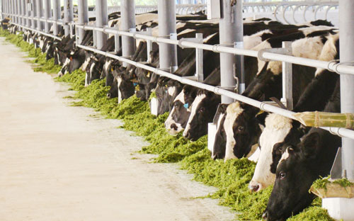 Vinamilk vào top 100 PG88 Link Dễ Nhớ Pg88.com hàng đầu ASEAN 1