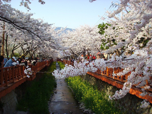 Ngồi xe lửa ngắm hoa anh đào ở Jinhae - Ảnh 13.